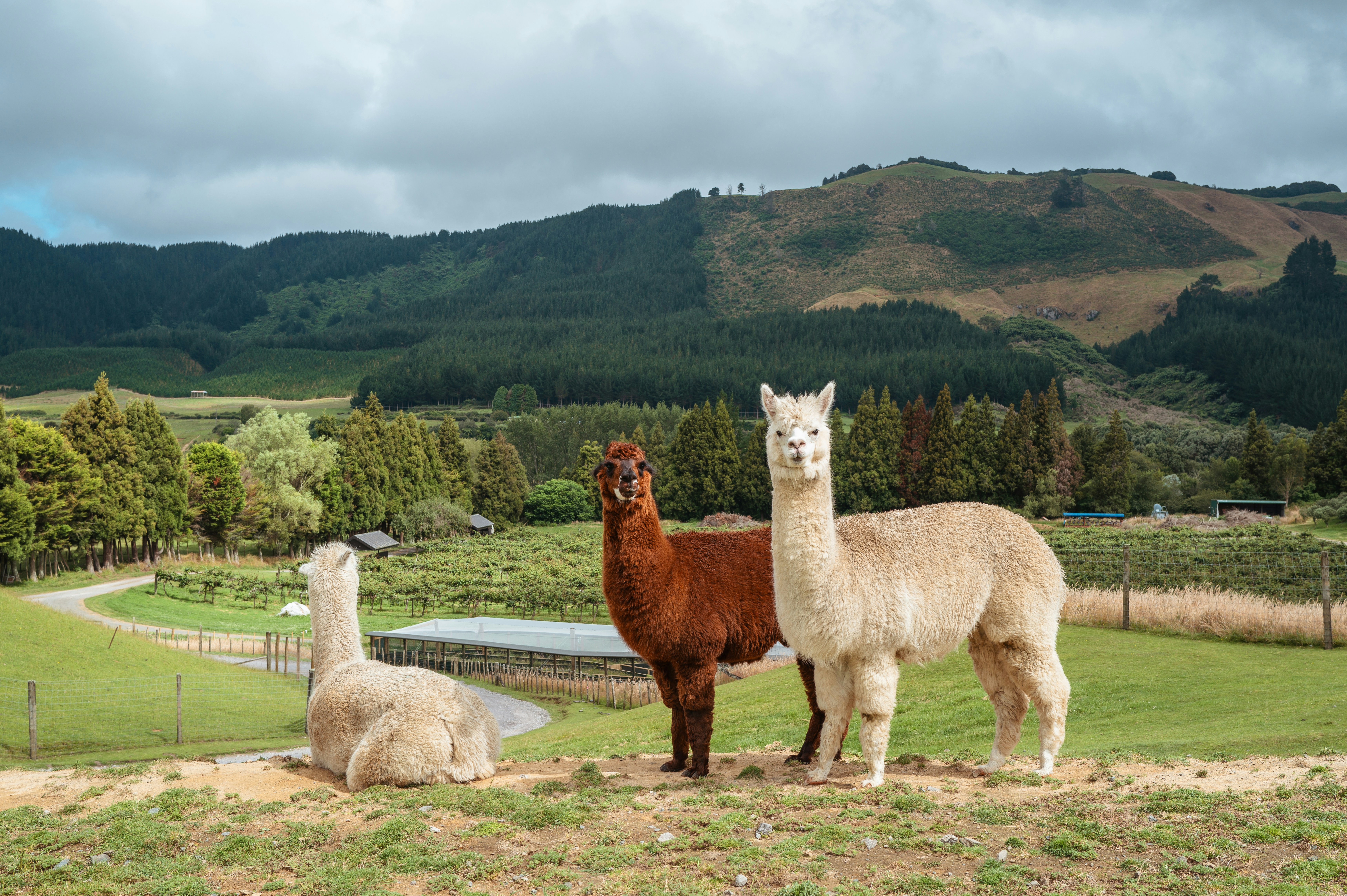 Alpaca Farm